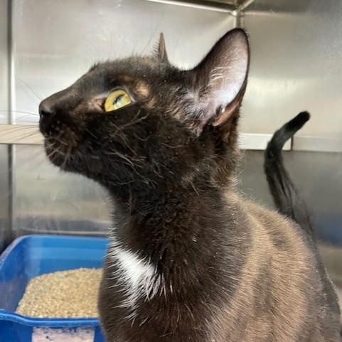 Enlarge Laura, an adopted Domestic Short Hair in Attleboro, MA image 1/4