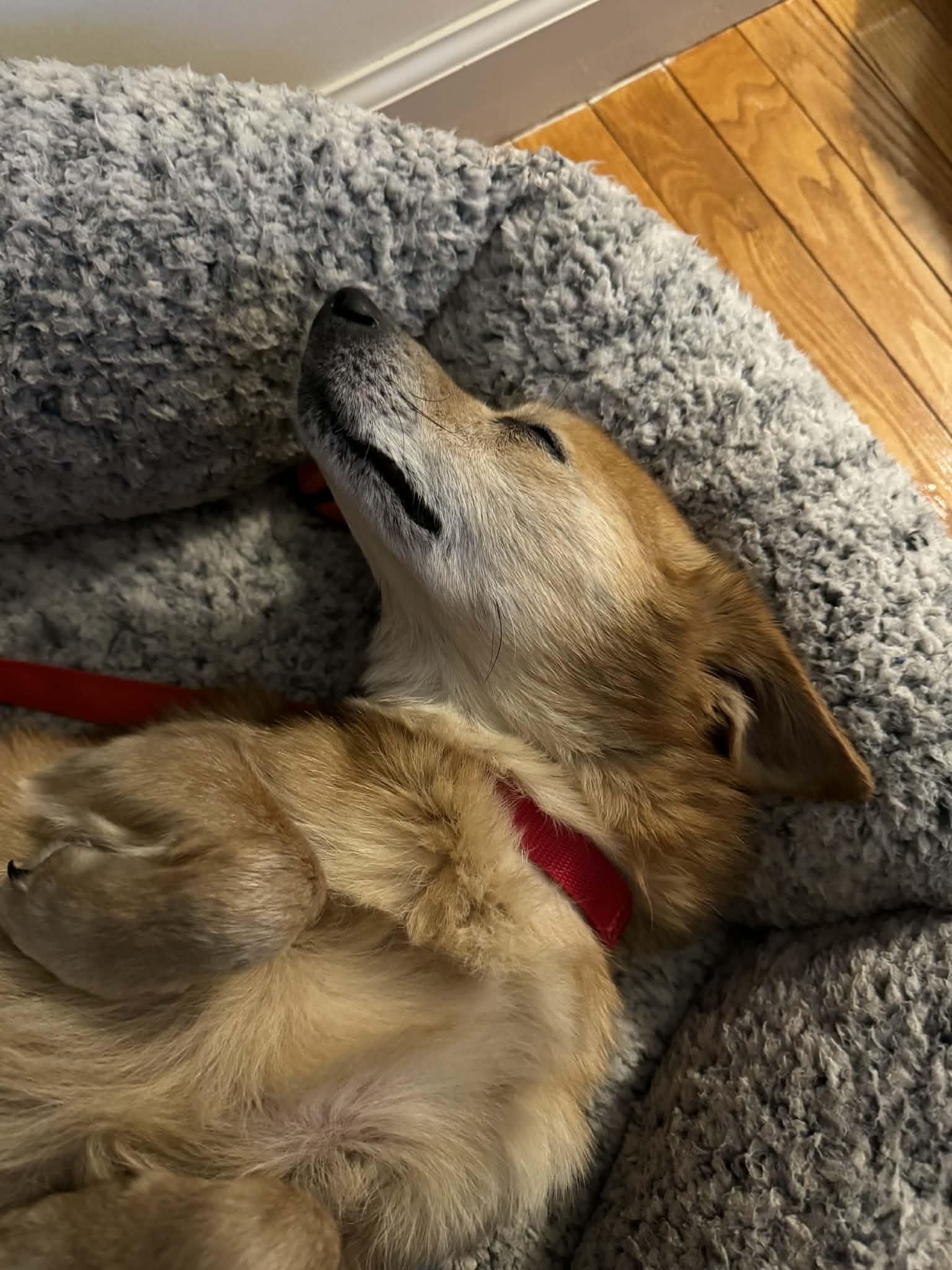 Enlarge Jake, a ADOPTABLE Mixed Breed in Brunswick, ME image 3/3