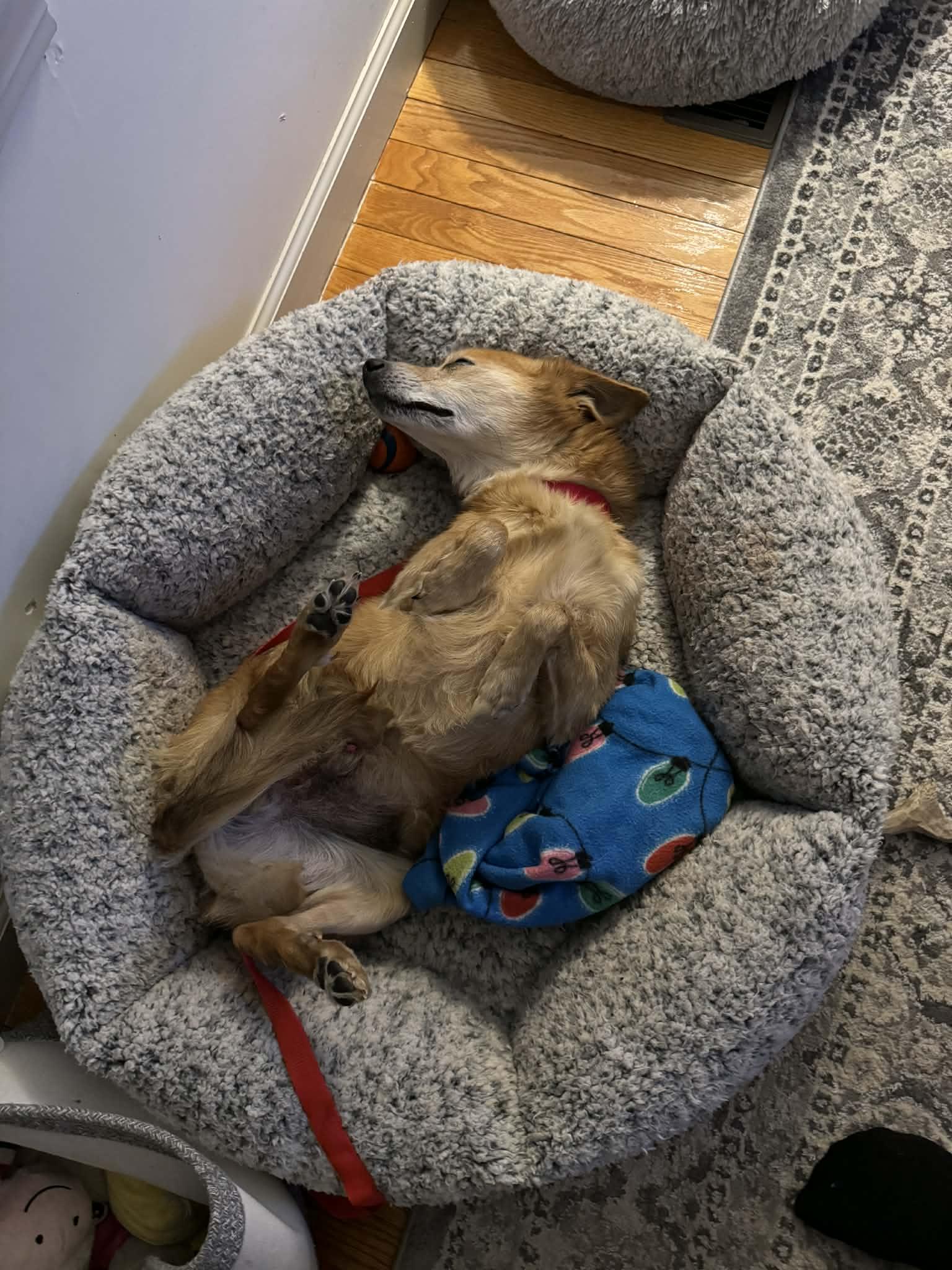 Enlarge Jake, a ADOPTABLE Mixed Breed in Brunswick, ME image 2/3