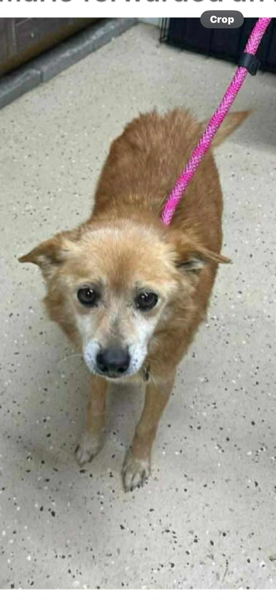 Jake, ADOPTABLE, Senior Male Mixed Breed.