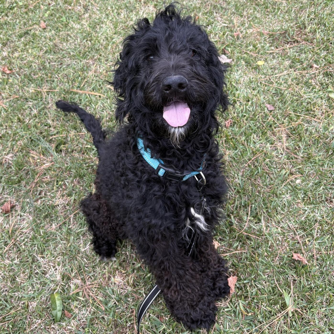 Donnie, Adoptable, Adult Male Labradoodle & Poodle.