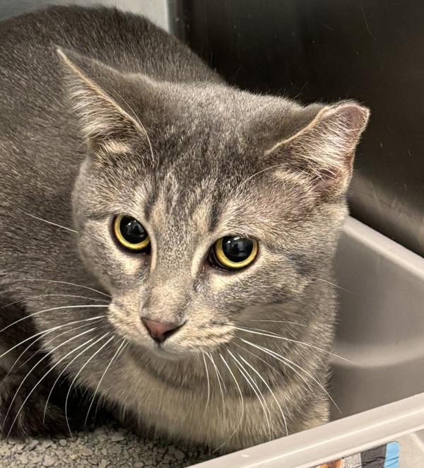 Lily, Adoptable, Young Female Domestic Short Hair.