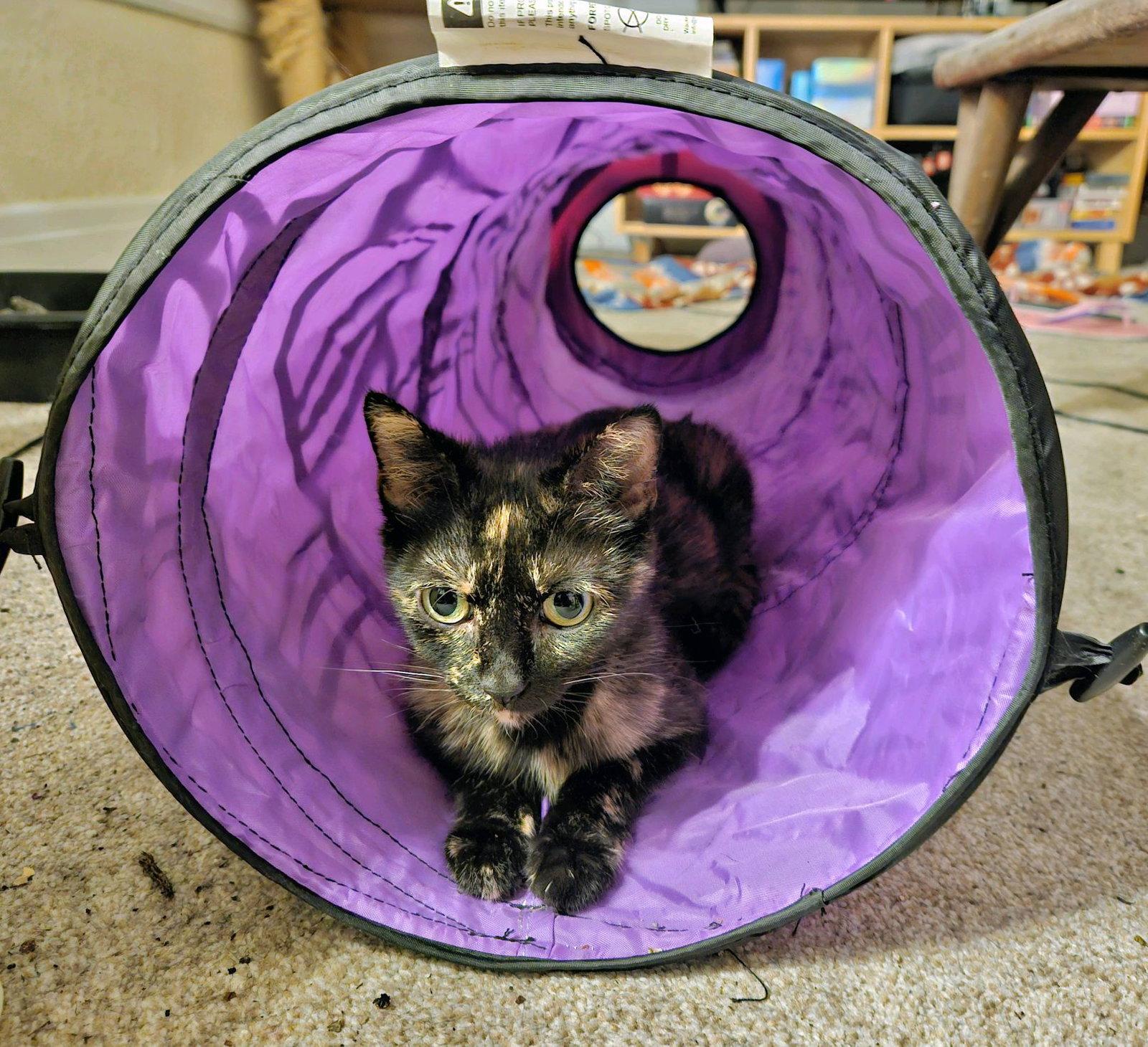 Alice - Must Apply in Person!, Adoptable, Adult Female Tortoiseshell & Domestic Short Hair.