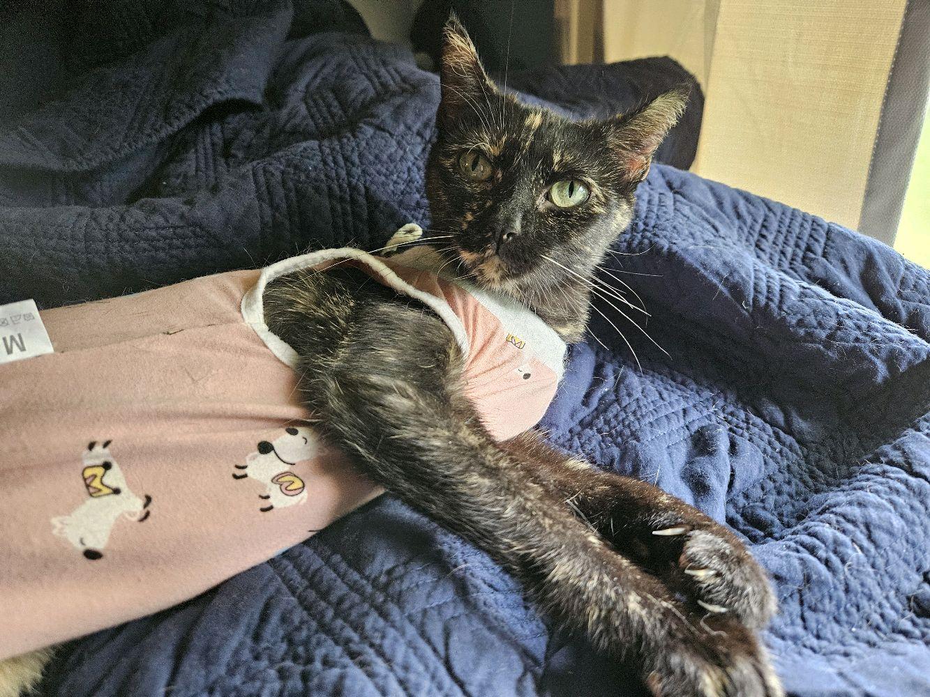 Enlarge Alice - Must Apply in Person!, a Adoptable mixed breed in Georgetown, KY image 2/3
