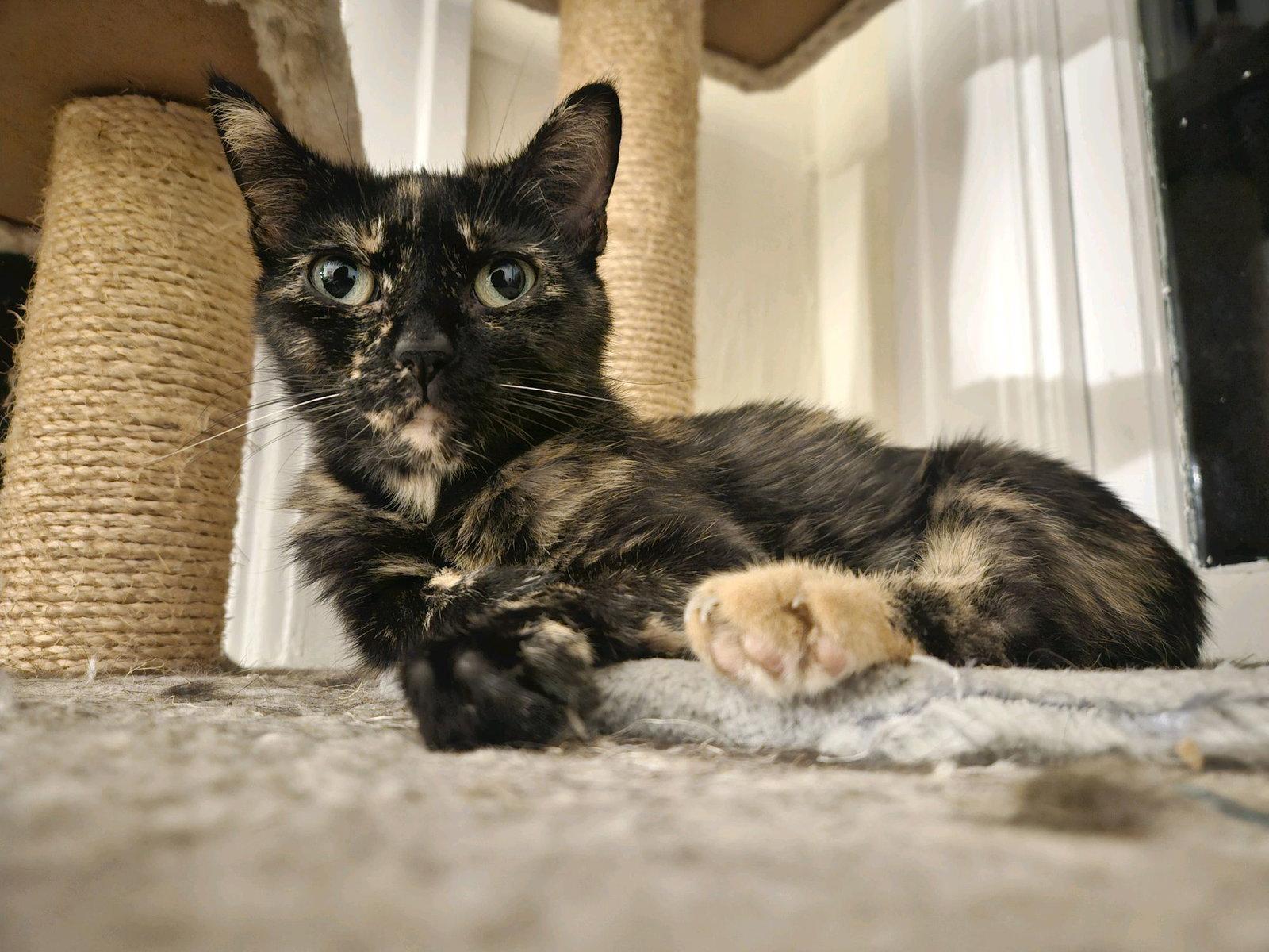Enlarge Alice - Must Apply in Person!, a Adoptable mixed breed in Georgetown, KY image 3/3