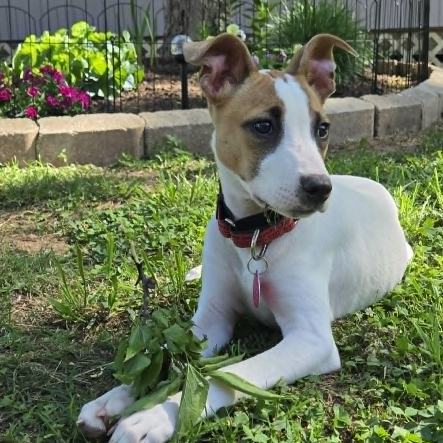 Maisy, Adoptable, Puppy Female Jack Russell Terrier.