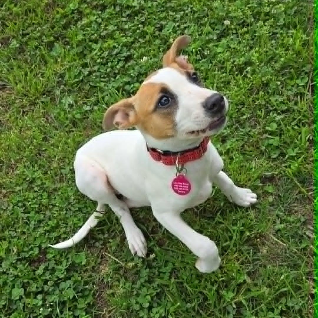 Enlarge Maisy, a Adoptable mixed breed in Bernardsville, NJ image 2/6