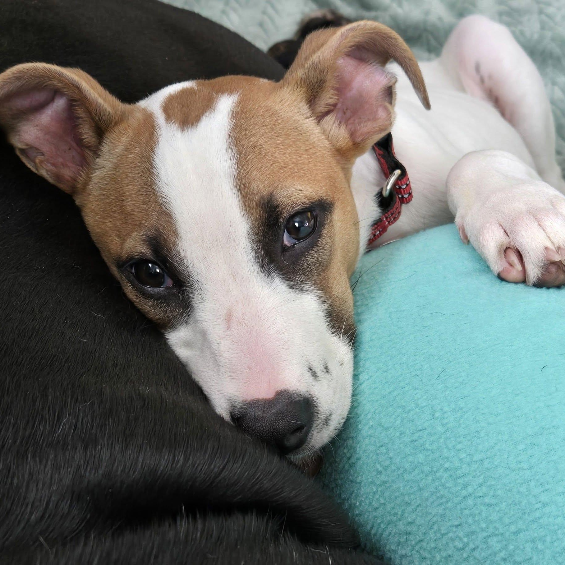Enlarge Maisy, a Adoptable mixed breed in Bernardsville, NJ image 4/6