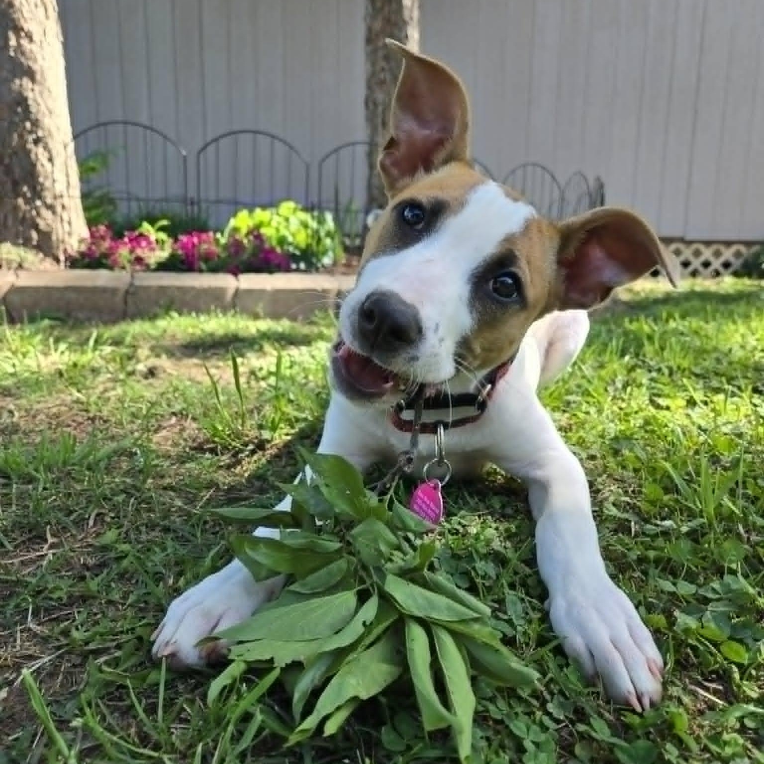 Enlarge Maisy, a Adoptable mixed breed in Bernardsville, NJ image 6/6