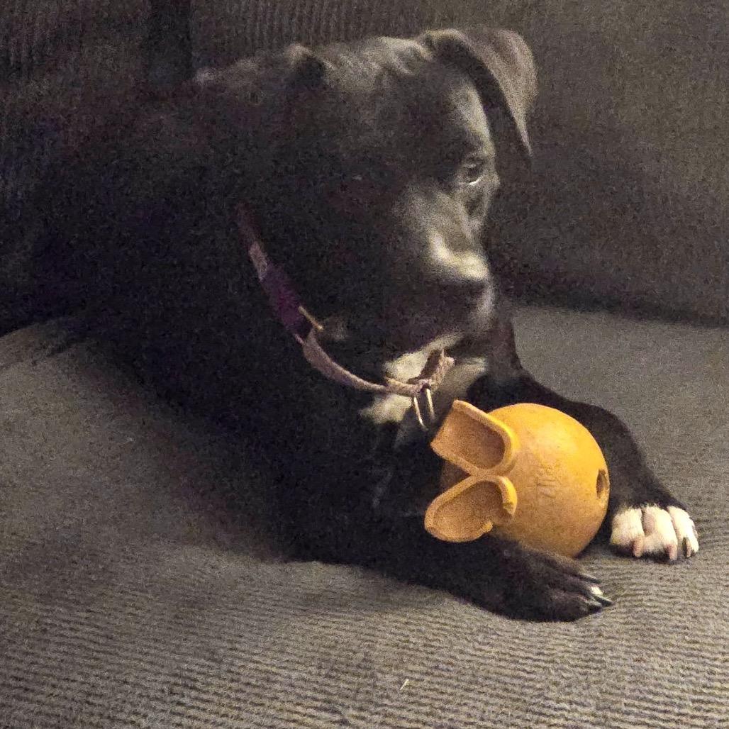 Milo (Schwartz), Adoptable, Adult Male Black Labrador Retriever & Jack Russell Terrier.