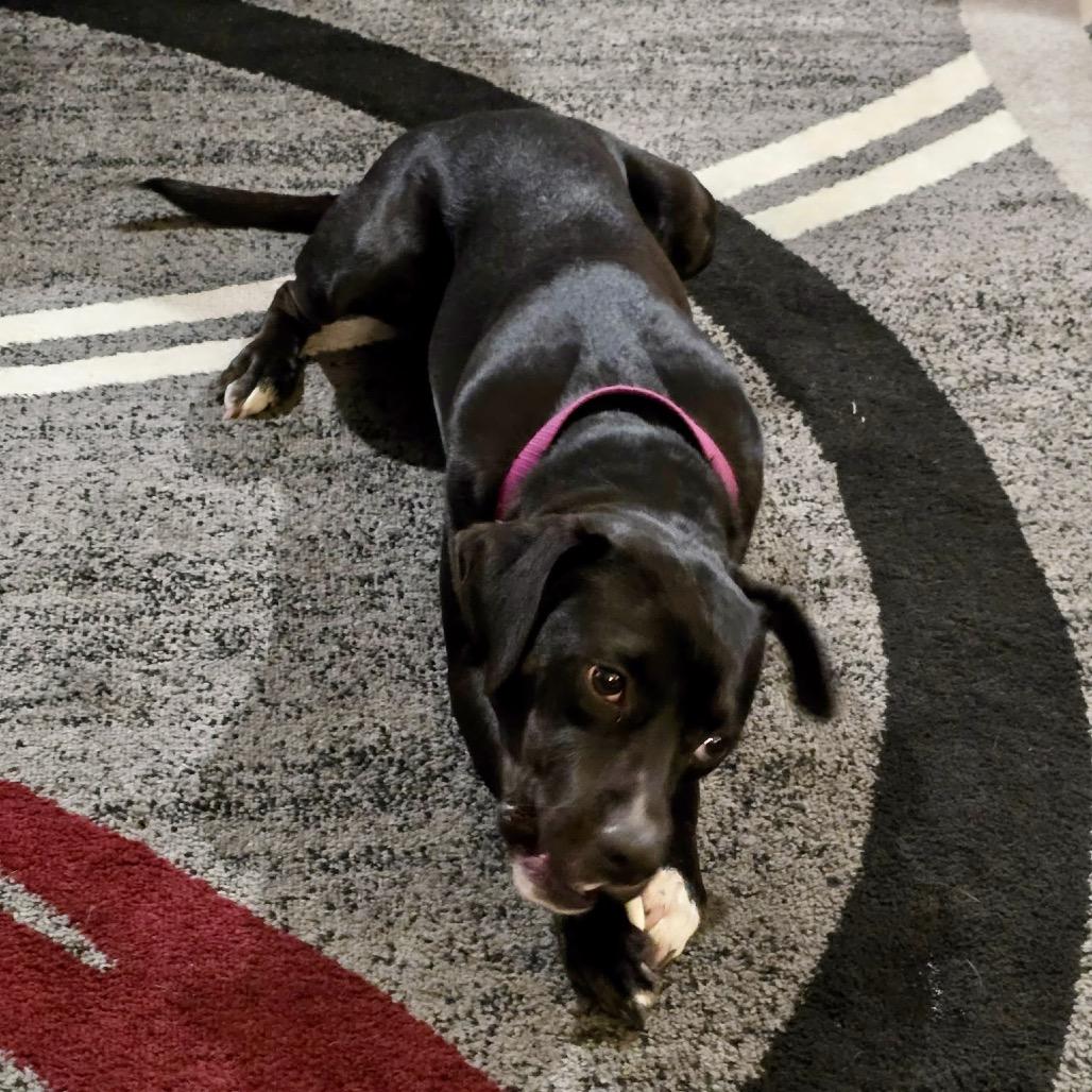 Enlarge Milo (Schwartz), a Adoptable mixed breed in Reisterstown, MD image 2/5