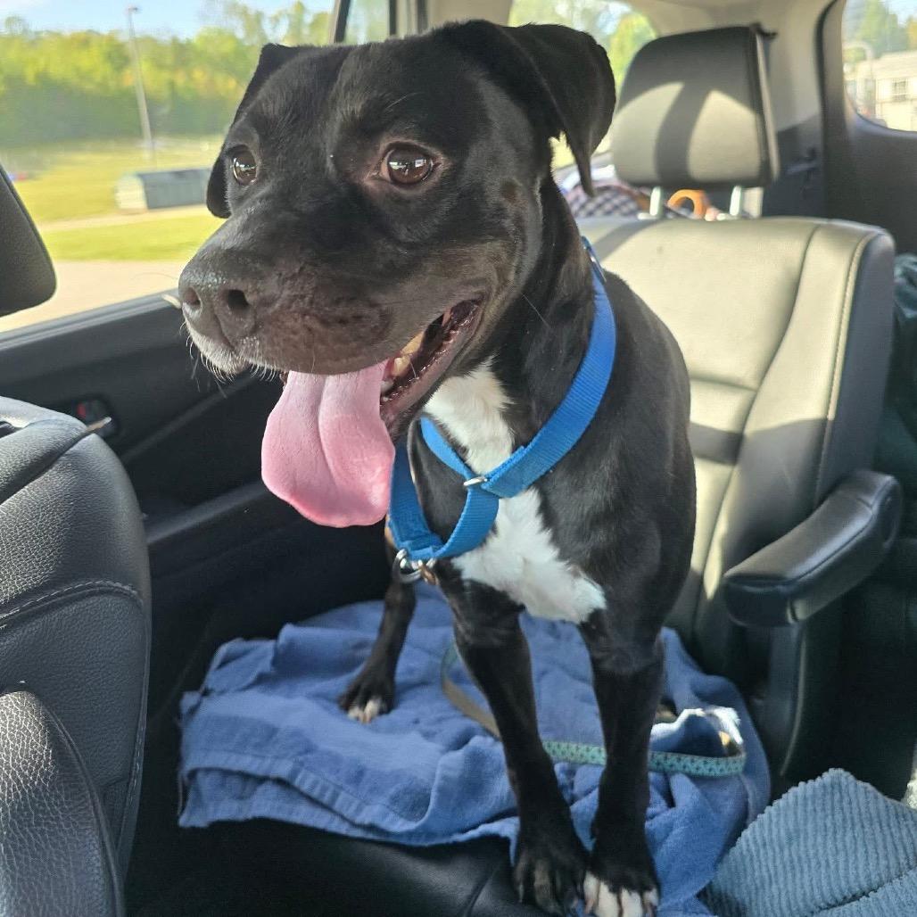 Enlarge Milo (Schwartz), a Adoptable mixed breed in Reisterstown, MD image 3/5