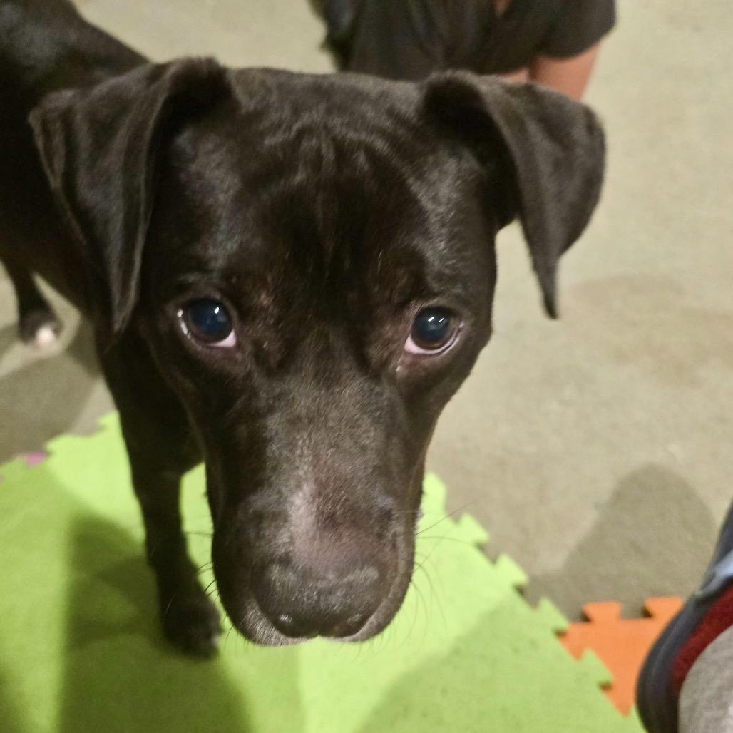 Enlarge Milo (Schwartz), a Adoptable mixed breed in Reisterstown, MD image 4/5