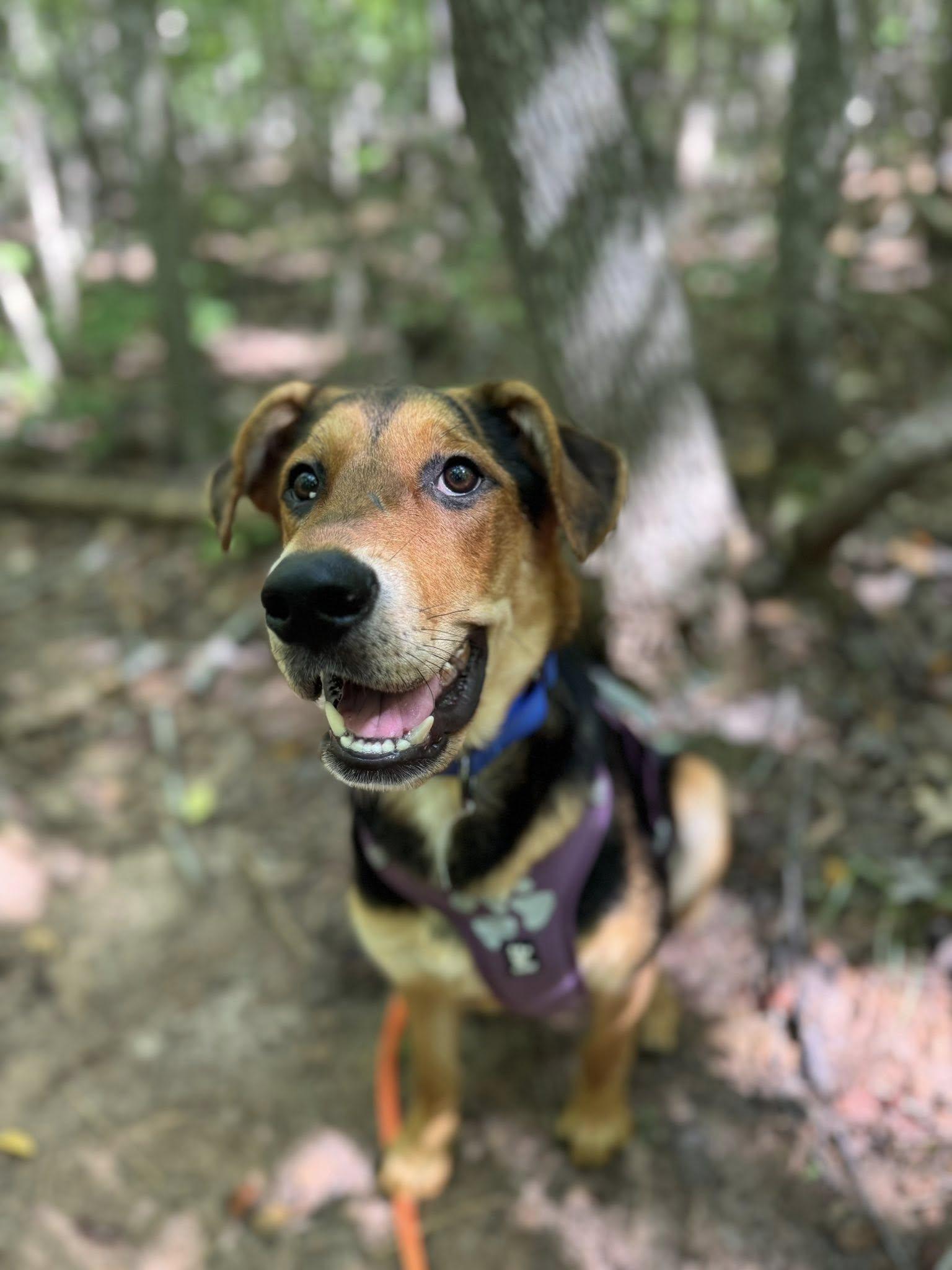 Allie, a Adoptable mixed breed in Greenville, SC image 1/3