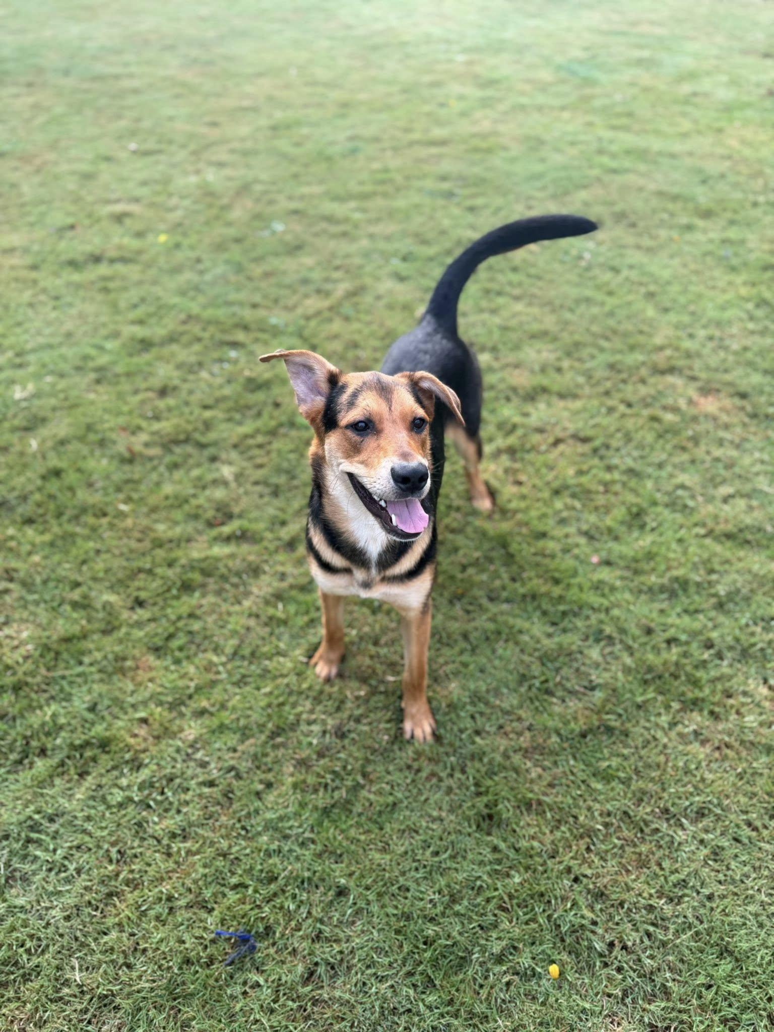 Allie, a Adoptable mixed breed in Greenville, SC image 2/3