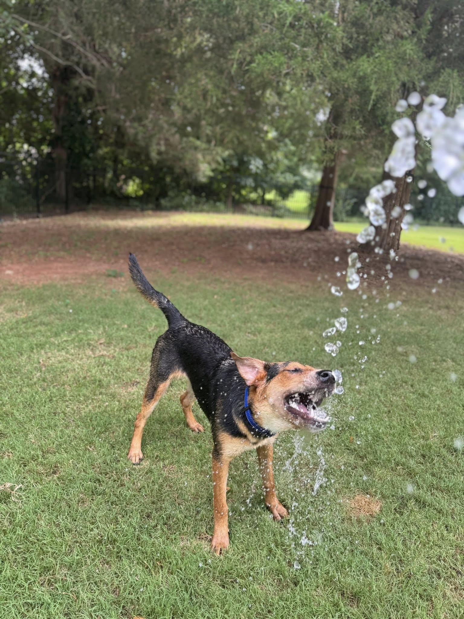 Allie, a Adoptable mixed breed in Greenville, SC image 3/3