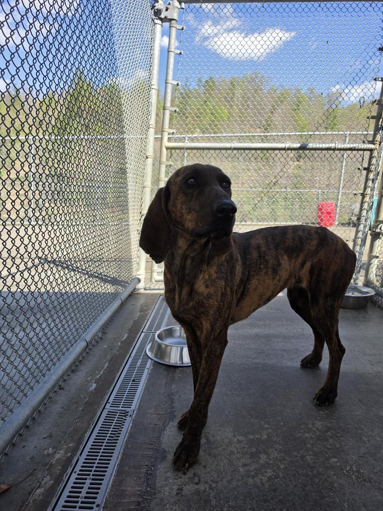 Iris, Adoptable, Young Female Plott Hound.