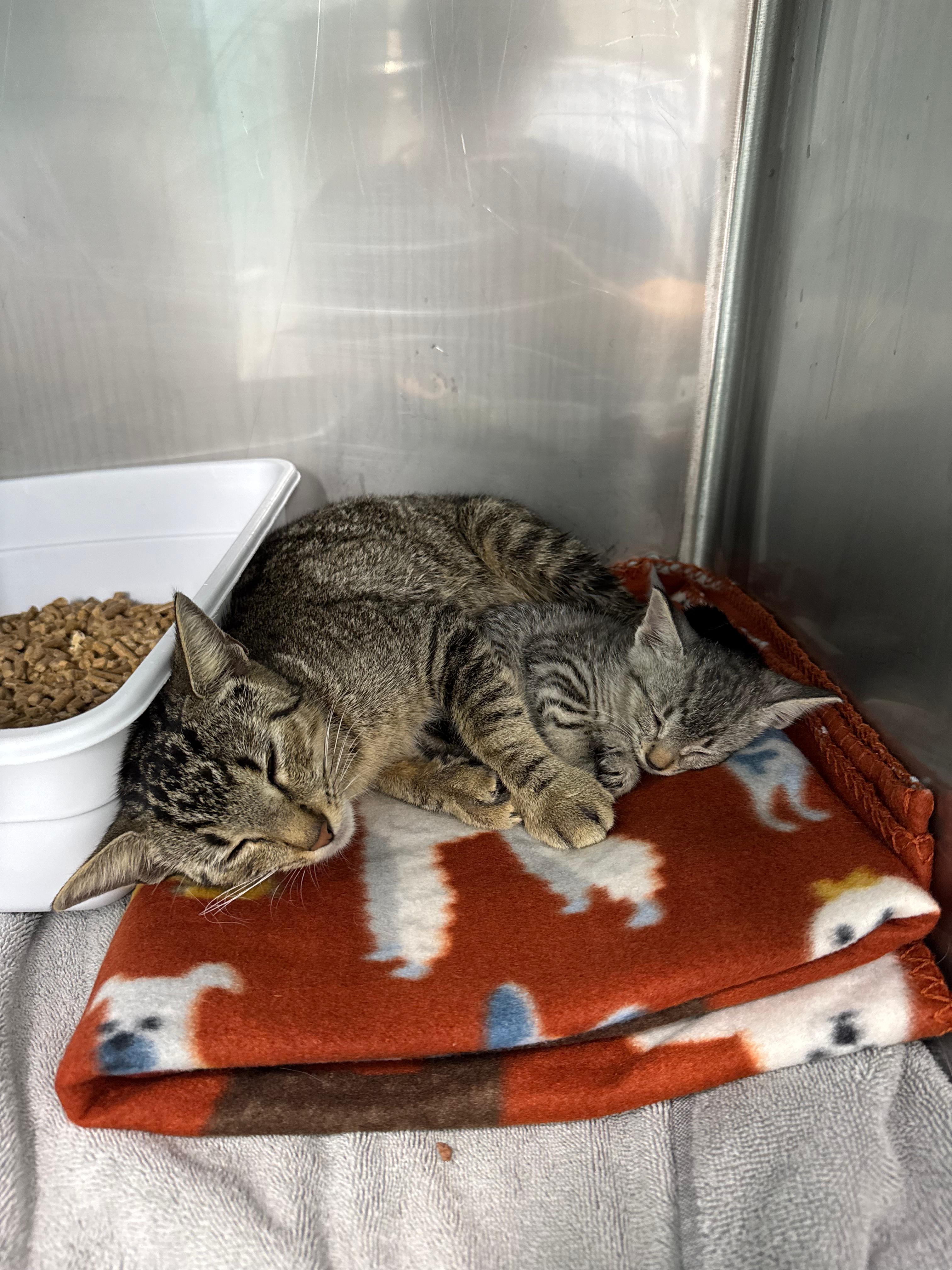 Bonita, a ADOPTABLE Domestic Short Hair in Lauderhill, FL image 4/4