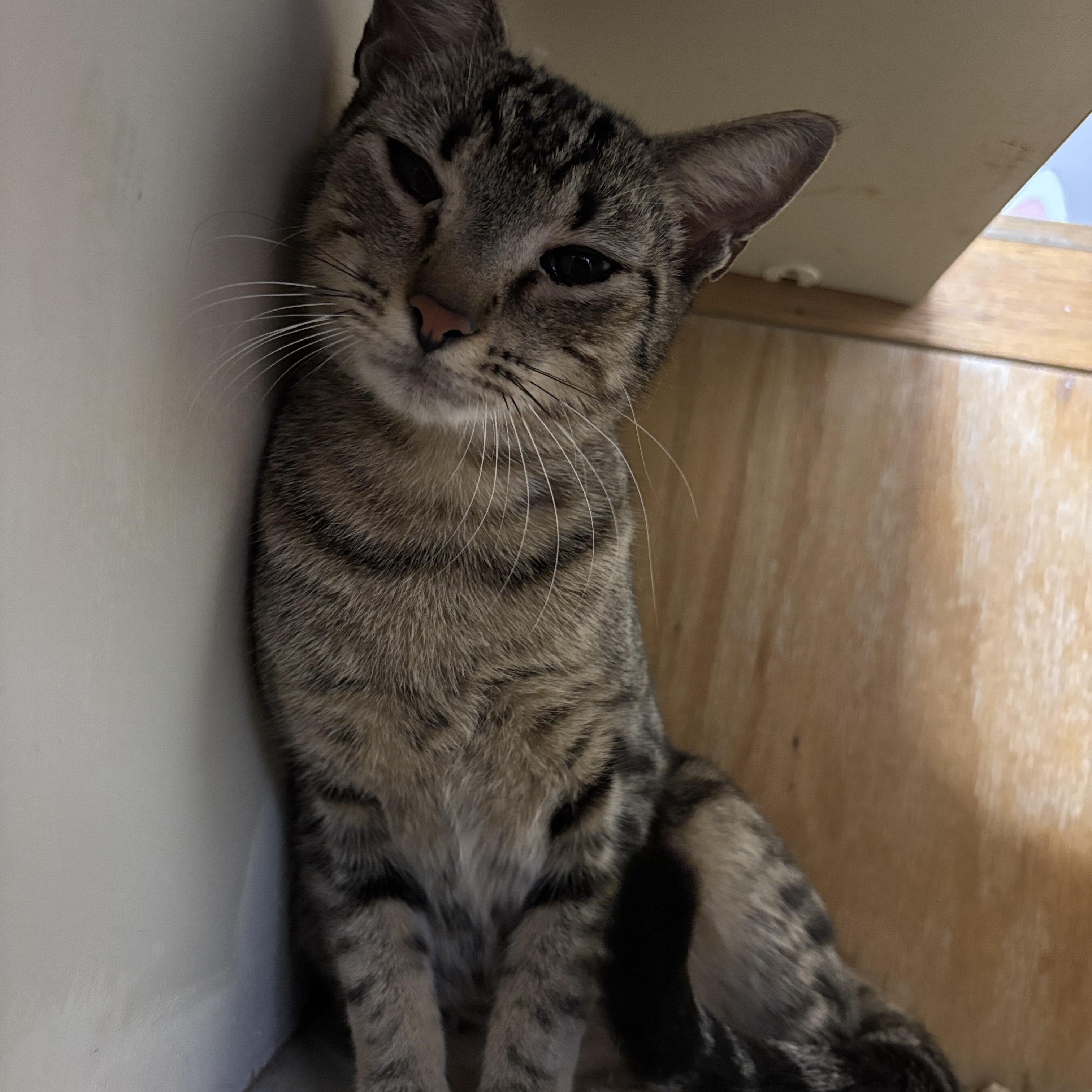 Bonita, a ADOPTABLE Domestic Short Hair in Lauderhill, FL image 3/4