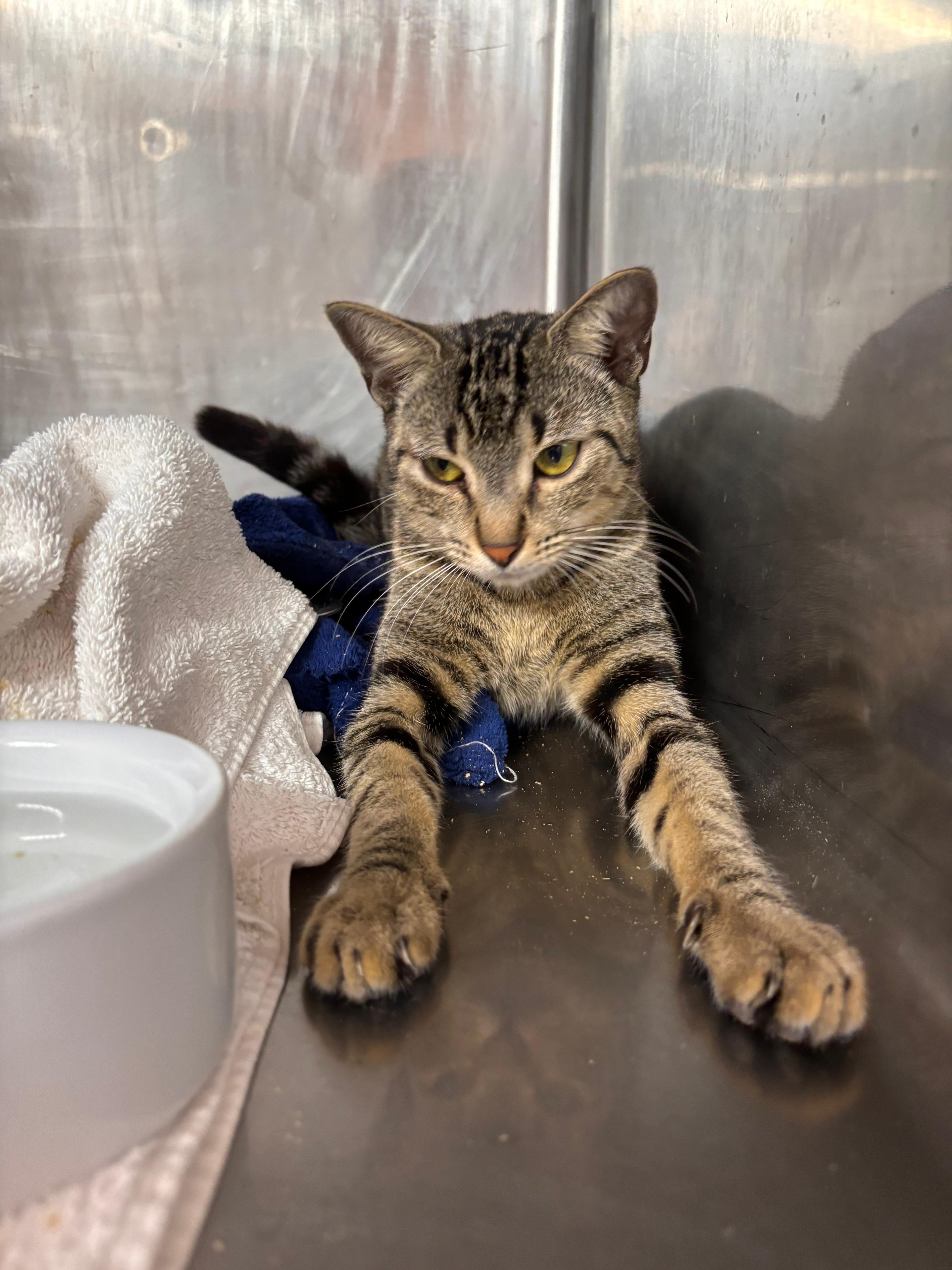 Bonita, ADOPTABLE, Young Female Domestic Short Hair.