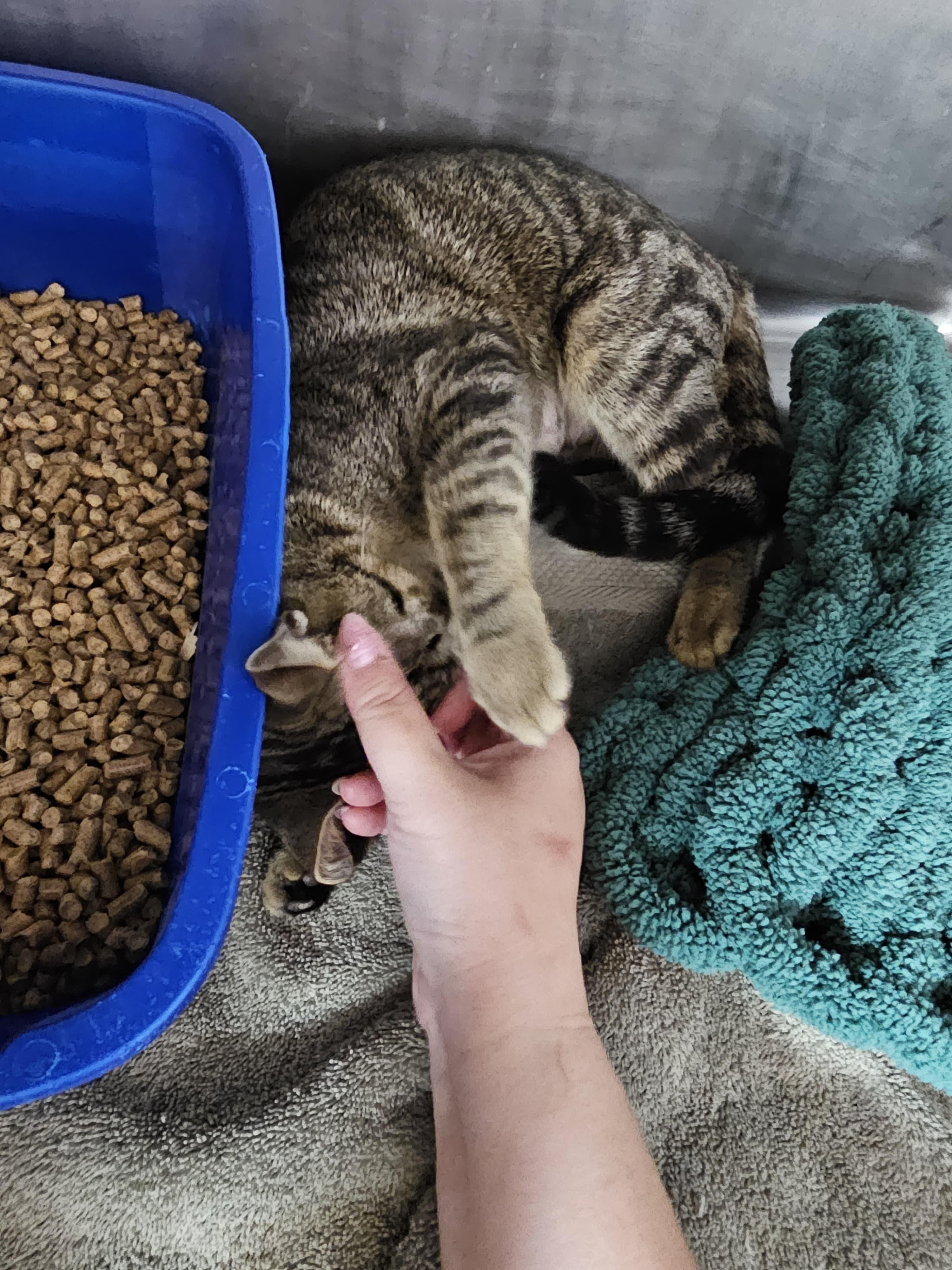 Bonita, a ADOPTABLE Domestic Short Hair in Lauderhill, FL image 2/4