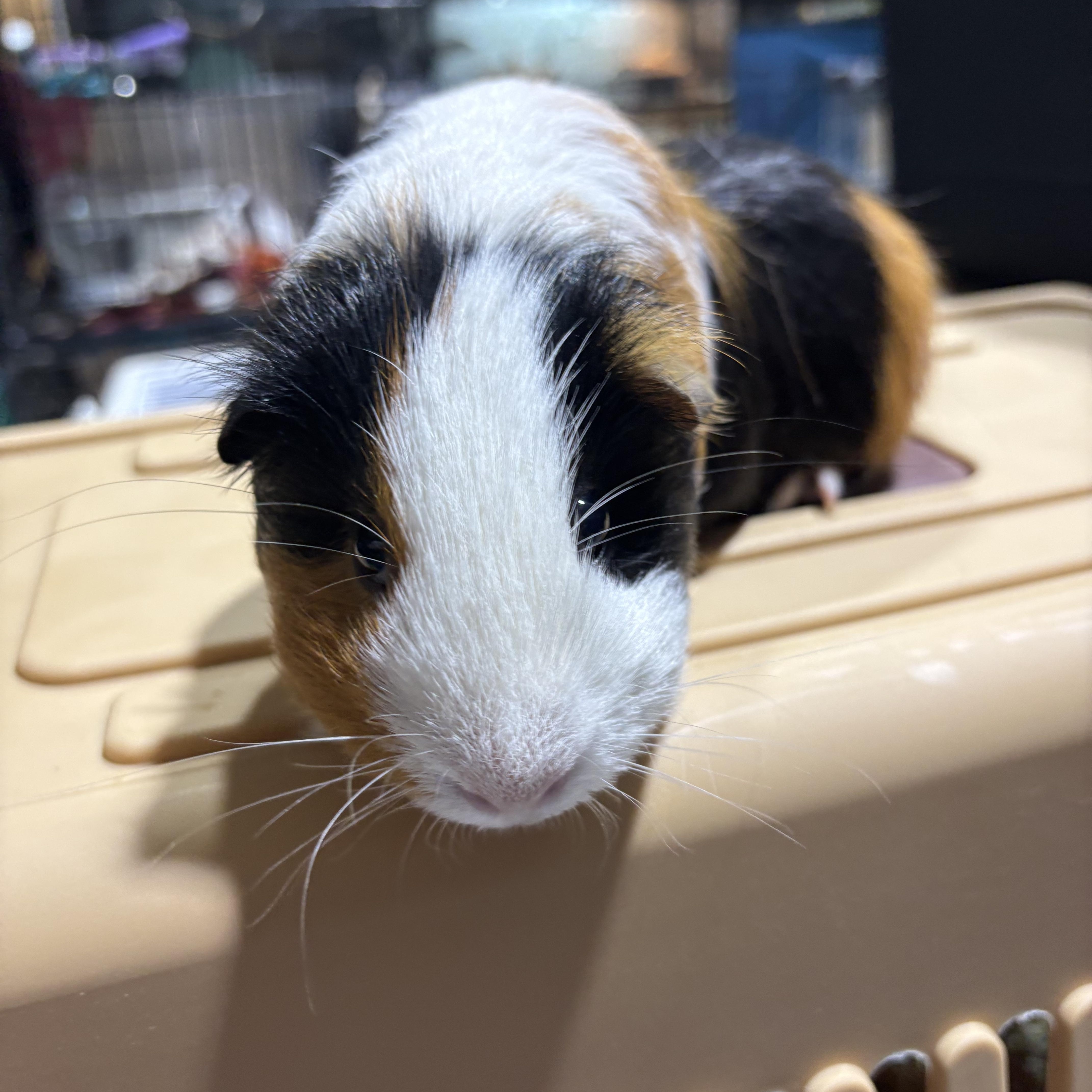 Enlarge Mister Man, a Adoptable Guinea Pig in Howell, NJ image 1/1