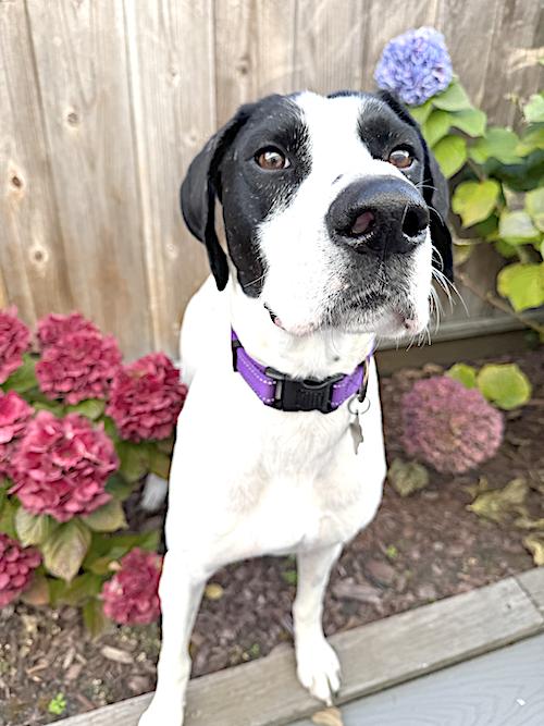 Belle, Adopted, Young Female German Shorthaired Pointer.