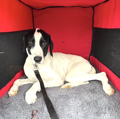 Enlarge Belle, a Adopted German Shorthaired Pointer in Menlo Park, CA image 2/3