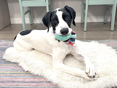 Enlarge Belle, a Adopted German Shorthaired Pointer in Menlo Park, CA image 3/3