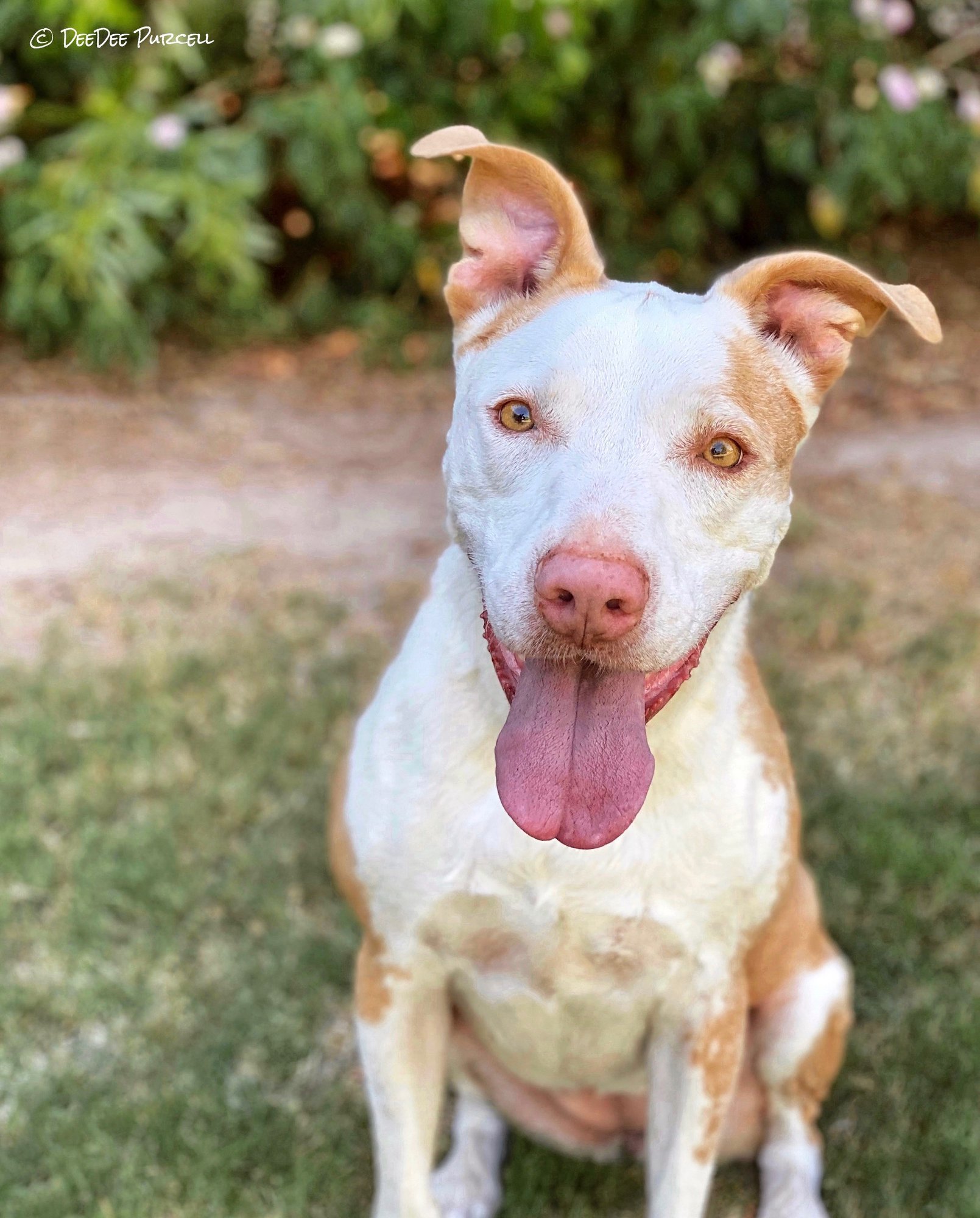 Darby Doo, a Adoptable mixed breed in Peoria, AZ image 2/12