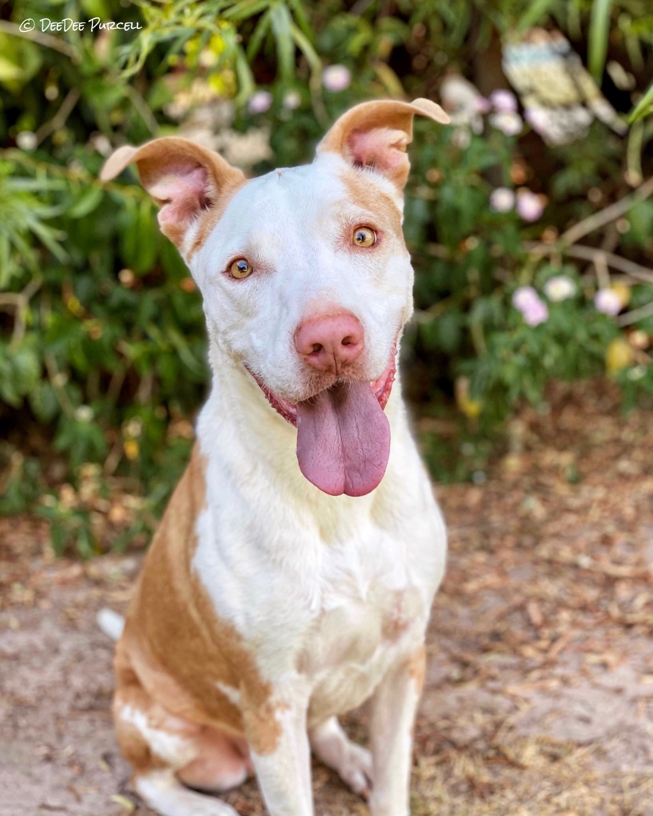 Darby Doo, a Adoptable mixed breed in Peoria, AZ image 3/12