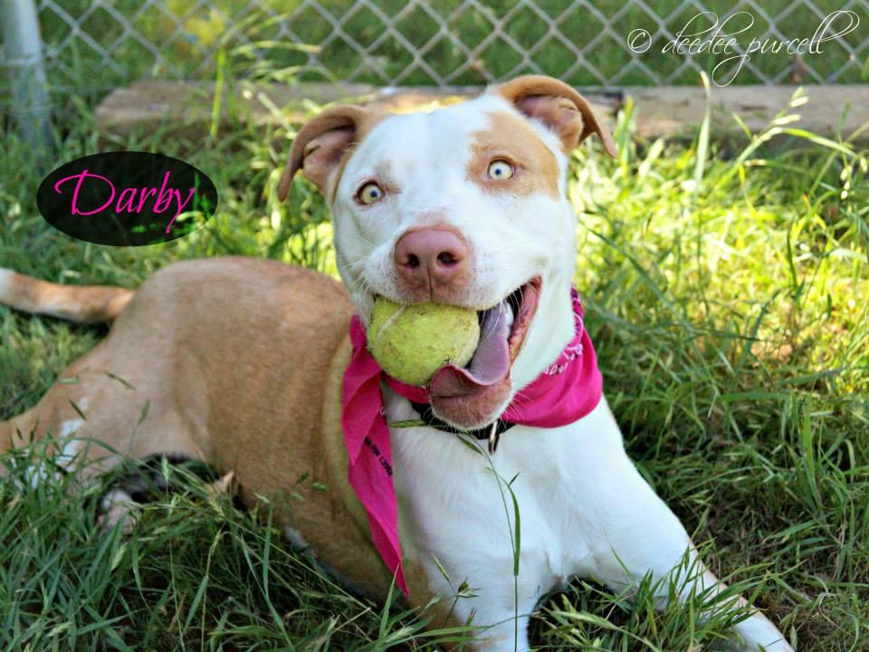 Darby Doo, a Adoptable mixed breed in Peoria, AZ image 4/12