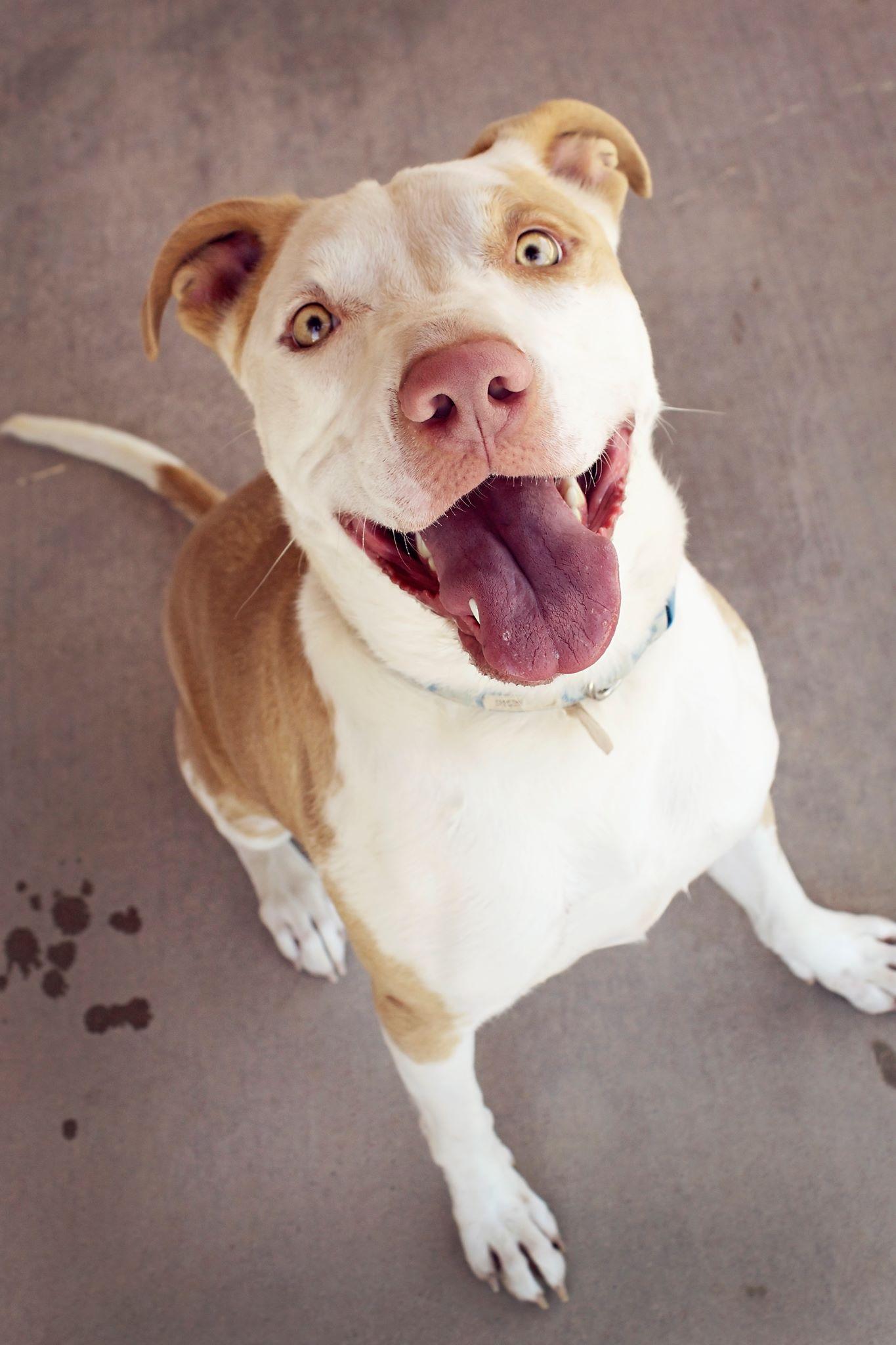 Darby Doo, a Adoptable mixed breed in Peoria, AZ image 5/12