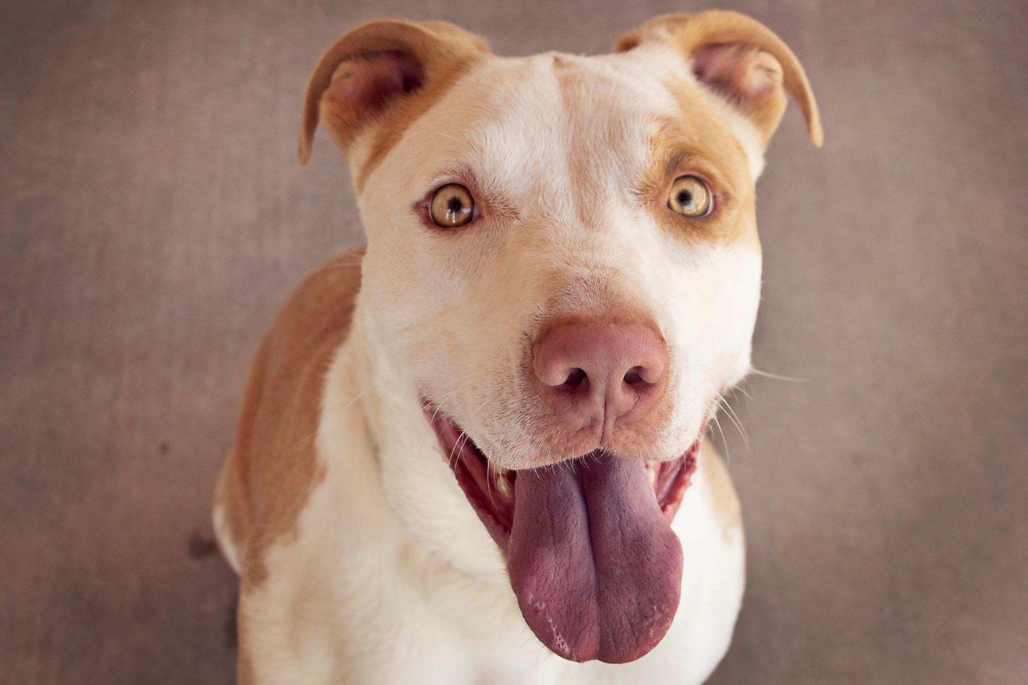 Darby Doo, a Adoptable mixed breed in Peoria, AZ image 6/12