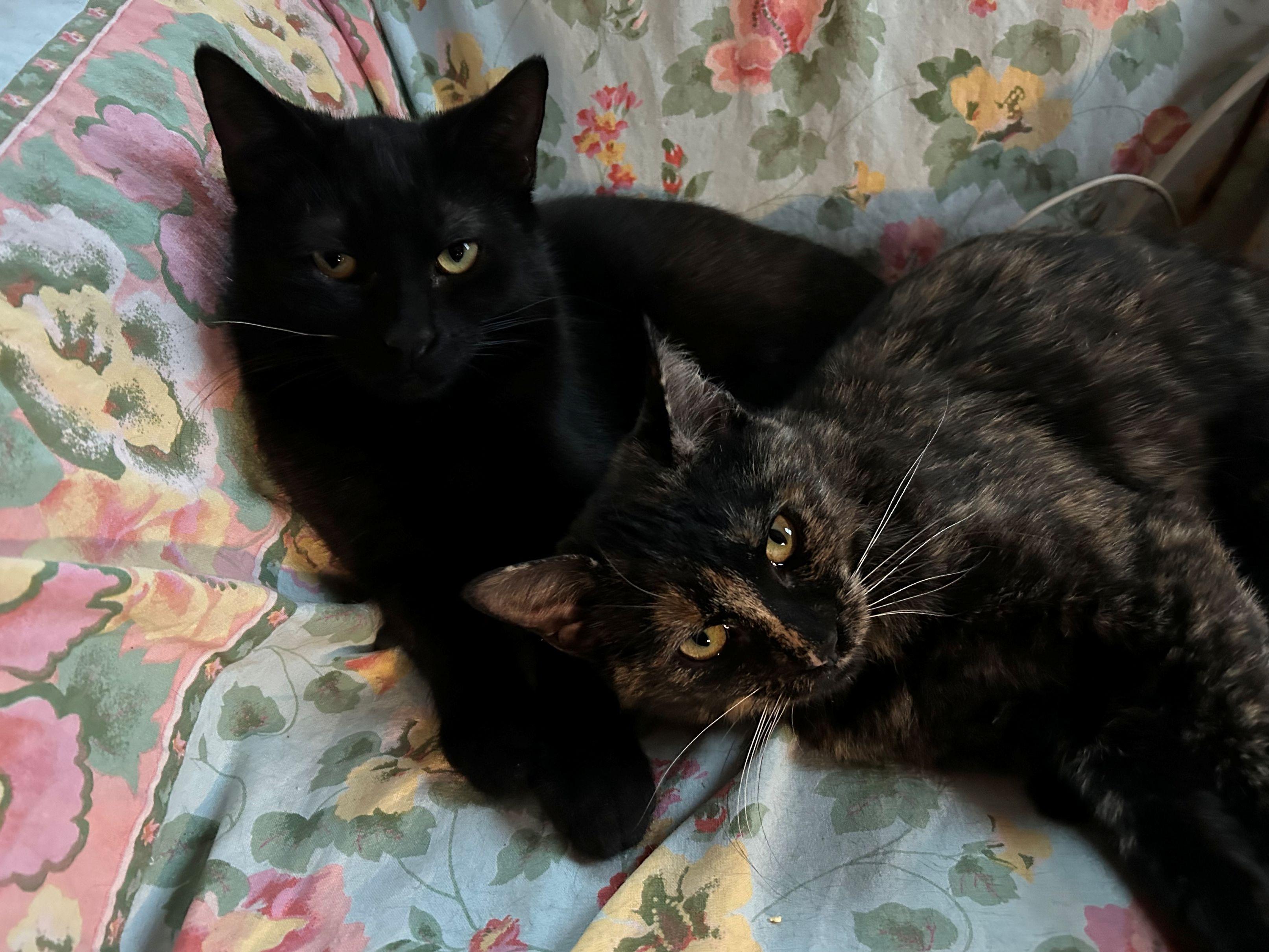Enlarge Calliope & Bono, a Adoptable Domestic Short Hair in Beltsville, MD image 1/4