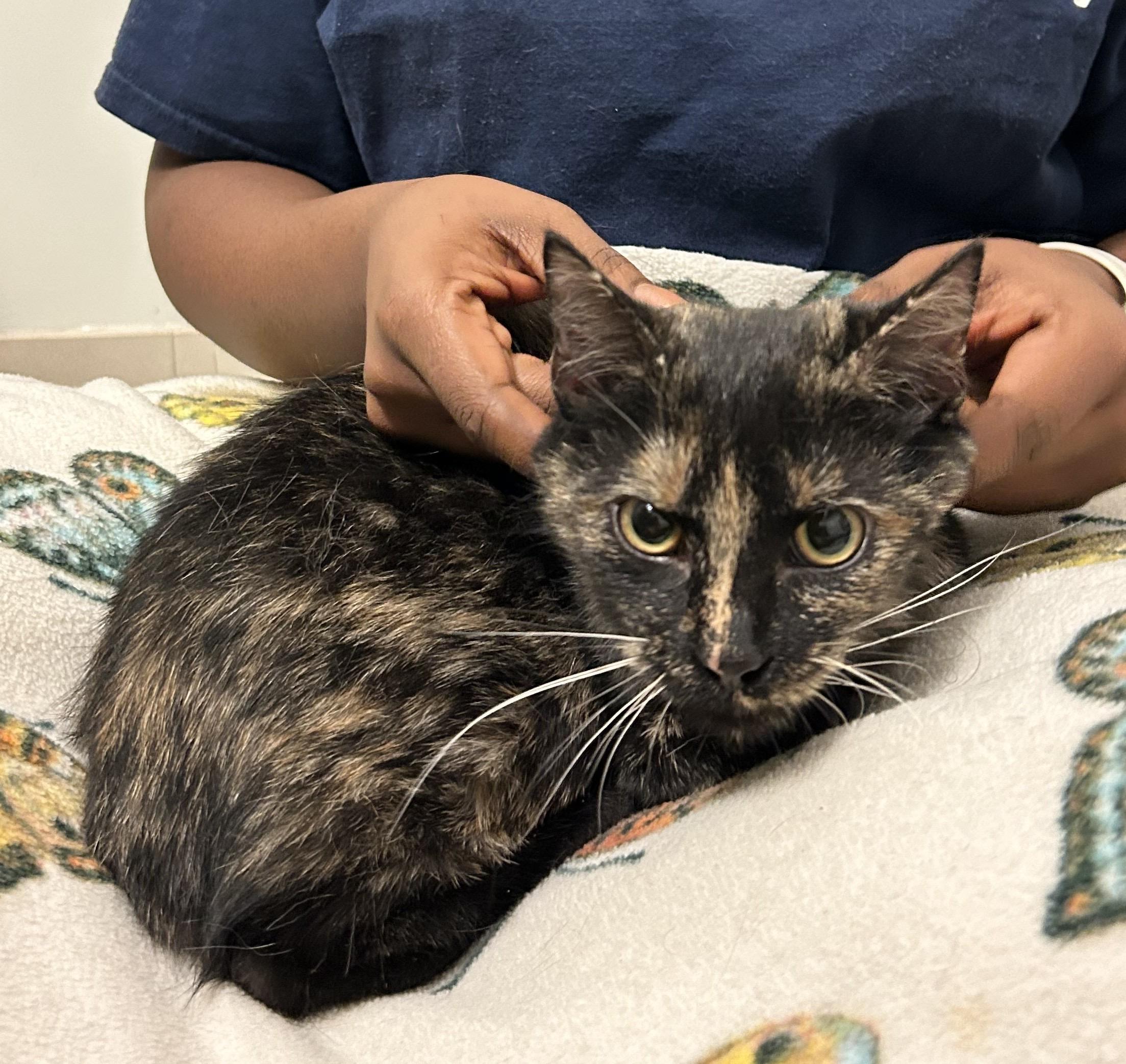 Enlarge Calliope & Bono, a Adoptable Domestic Short Hair in Beltsville, MD image 4/4