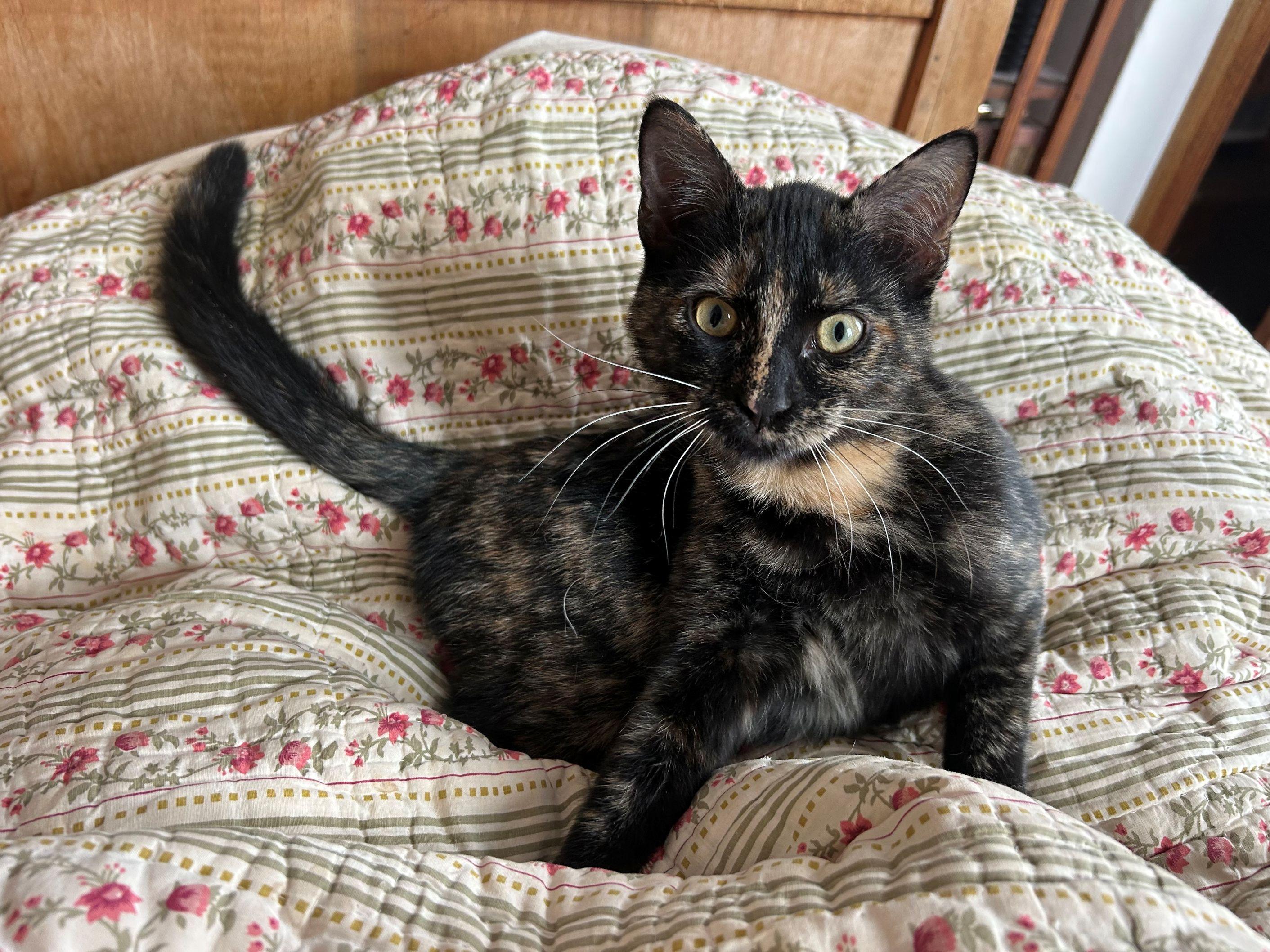 Calliope, Adoptable, Kitten Female Domestic Short Hair.