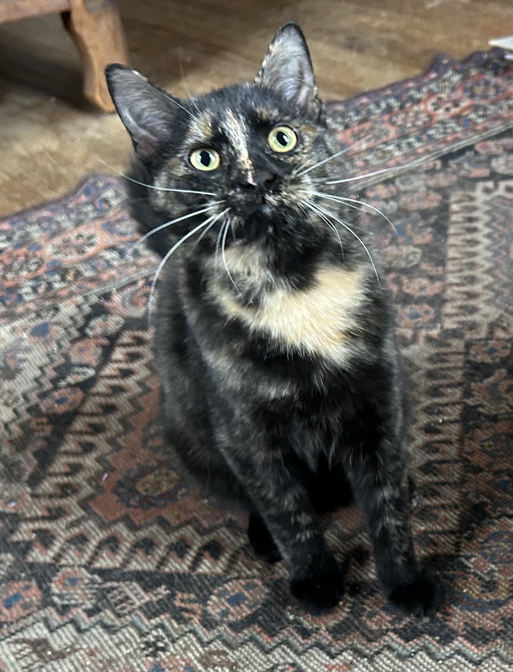 Enlarge Calliope & Bono, a Adoptable Domestic Short Hair in Beltsville, MD image 3/4