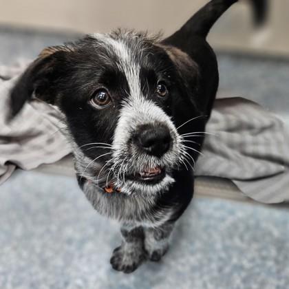 Enlarge Bagel, an adopted Australian Cattle Dog / Blue Heeler in Santa Cruz, CA image 2/2