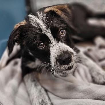 Bagel, adopted, Puppy Male Australian Cattle Dog / Blue Heeler.