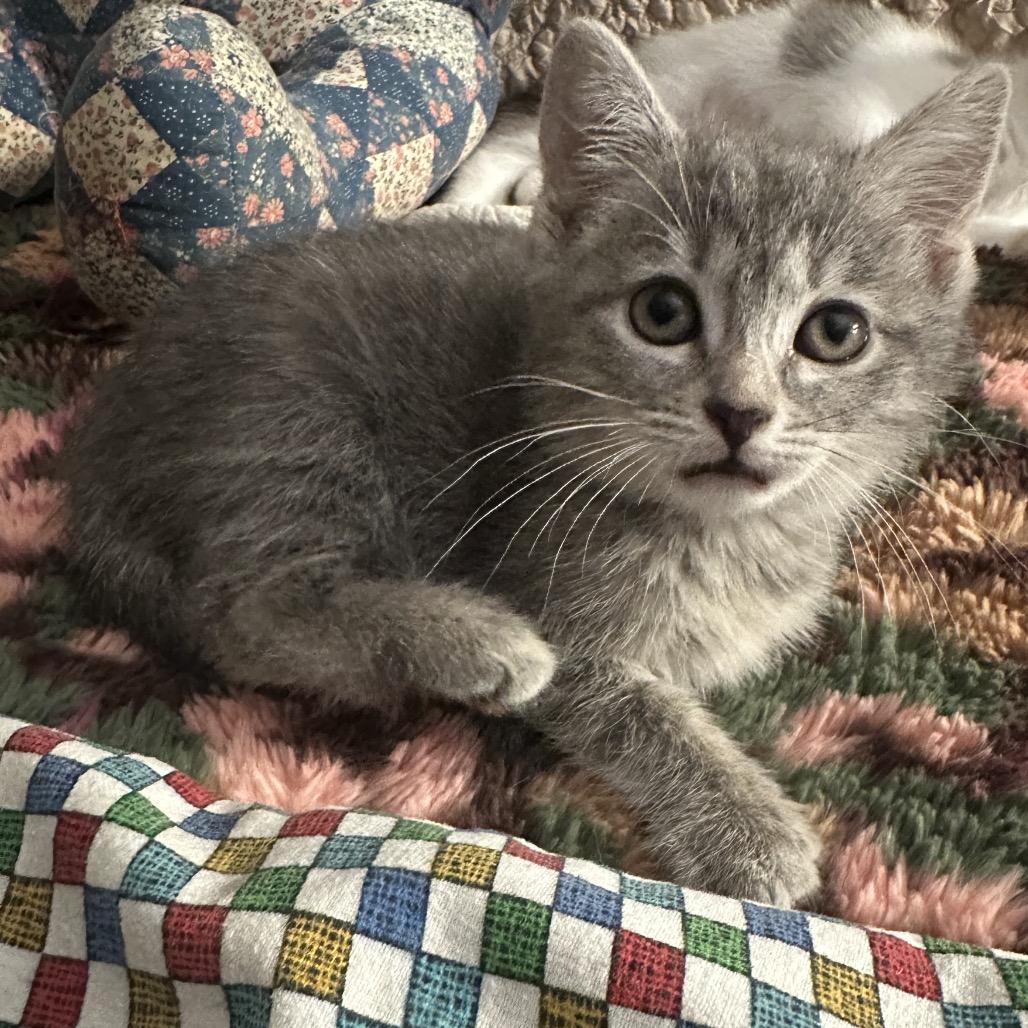 Waverly, Adoptable, Kitten Female Domestic Short Hair.