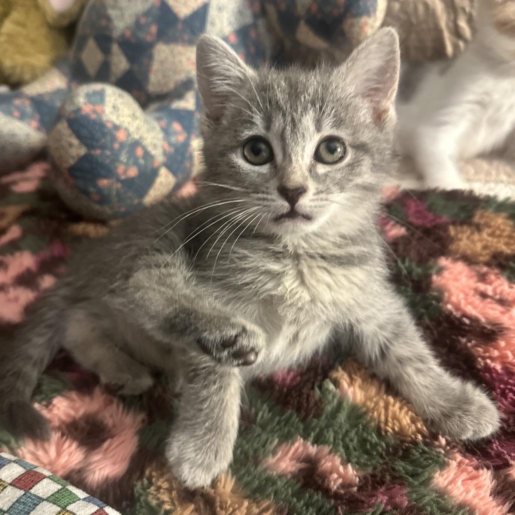 Waverly, a Adoptable Domestic Short Hair in Potomac, MD image 2/2