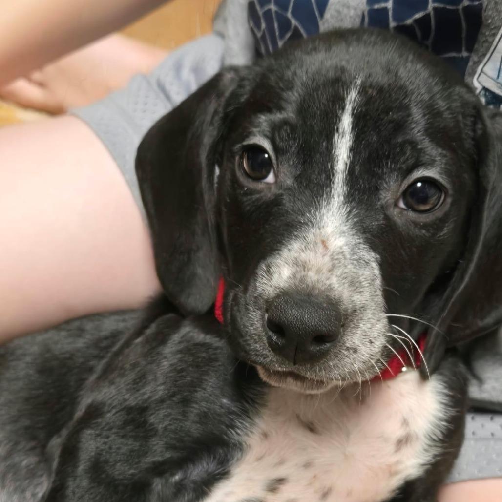Enlarge John, a Adoptable mixed breed in Jarrettsville, MD image 1/2