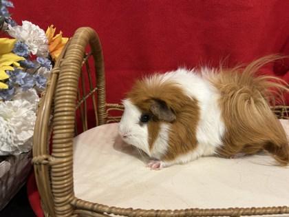 Chip (with Noodle), Adult Male unknown