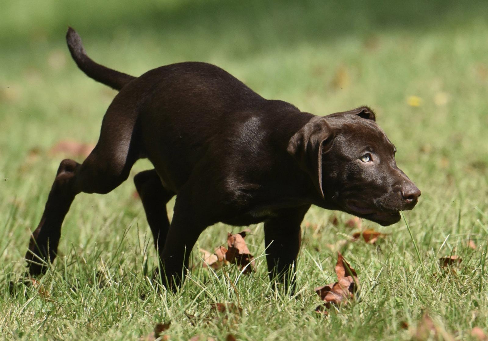 Enlarge Fuzz, a Adoptable mixed breed in Mechanicsburg, PA image 3/3