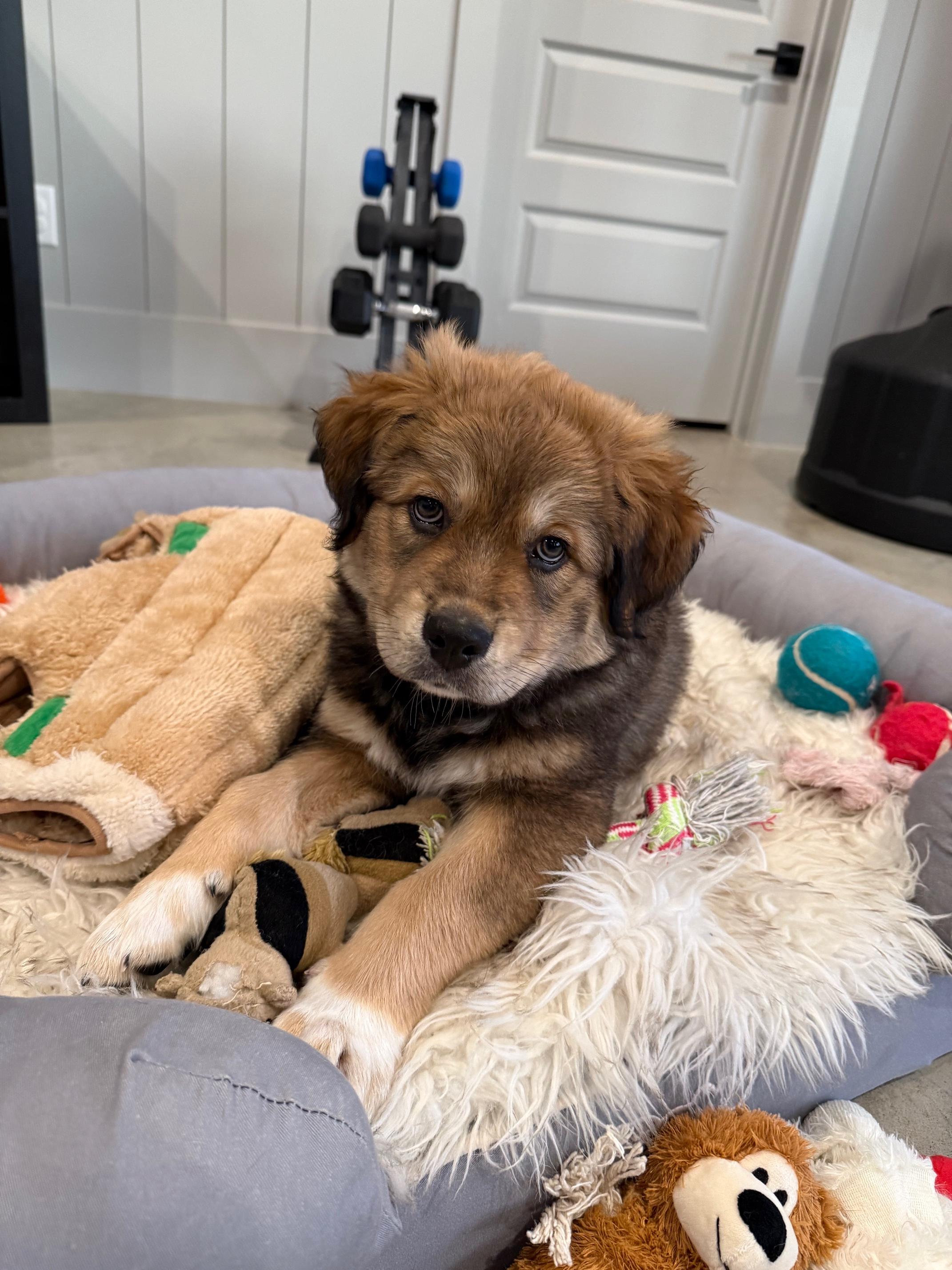 Enlarge OREO, a ADOPTABLE mixed breed in Lakeway, TX image 2/3
