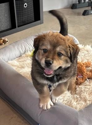 Enlarge OREO, a ADOPTABLE mixed breed in Lakeway, TX image 1/3