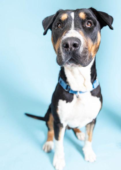 Enlarge S/C Silk, a Adoptable mixed breed in North Miami Beach, FL image 1/3