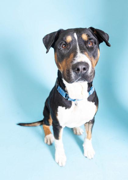 Enlarge S/C Silk, a Adoptable mixed breed in North Miami Beach, FL image 2/3