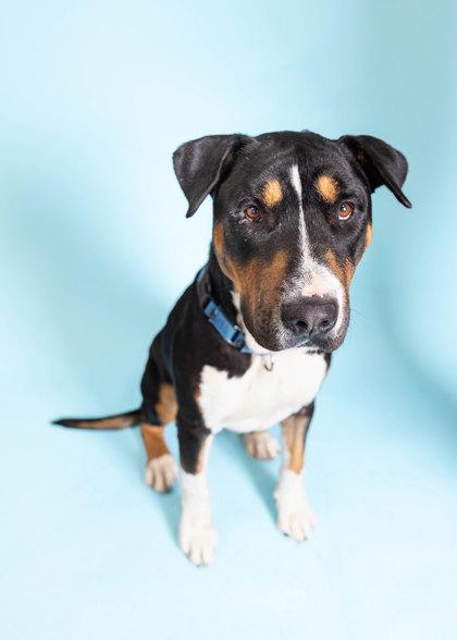 Enlarge S/C Silk, a Adoptable mixed breed in North Miami Beach, FL image 3/3